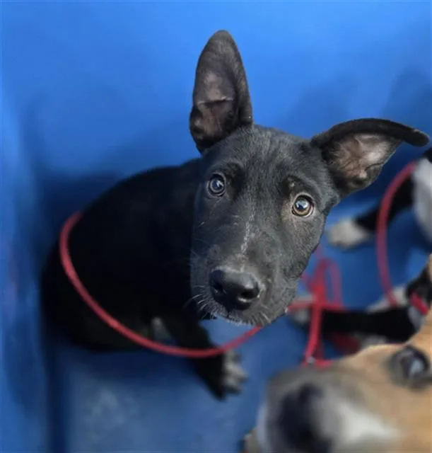 A baby large-sized male Mixed Breed dog named Jackson for adoption in Dallas, TX