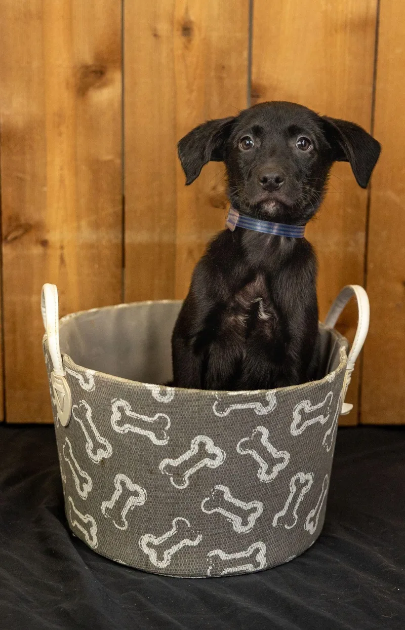 A baby medium-sized female Labrador Retriever dog named 711-26 for adoption in Brighton, CO