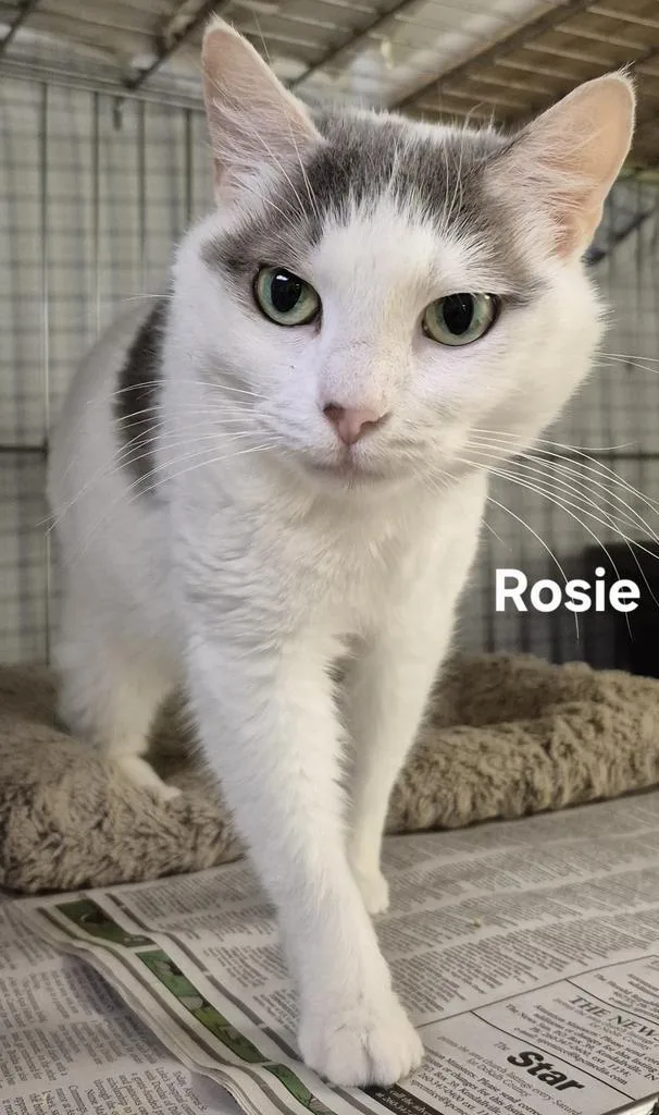 Rosie