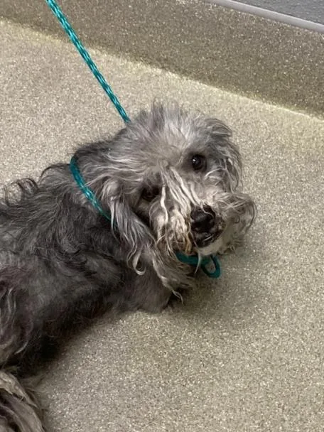 An adult medium-sized female Maltese dog named Camilla for adoption in Las Vegas, NV