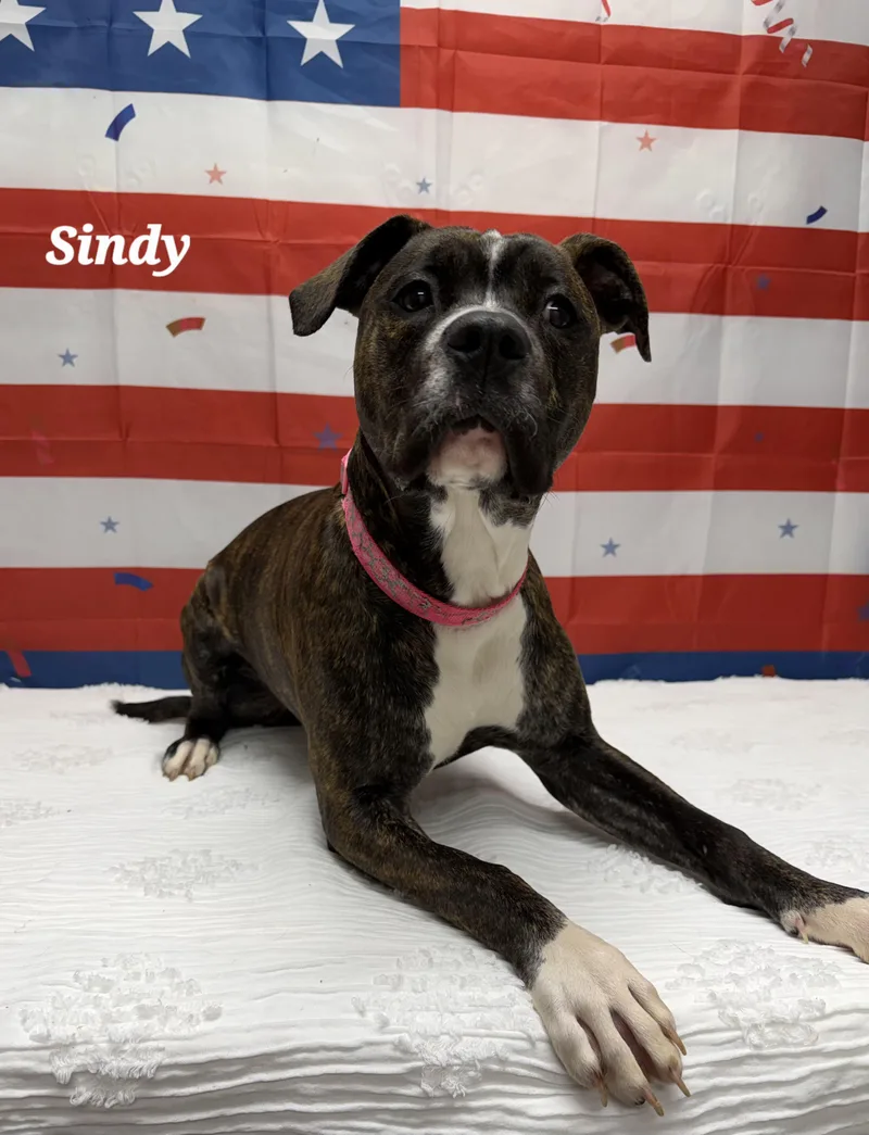 A young medium-sized female Brindle Pit Bull Terrier dog named Sindy for adoption in Urbana, OH