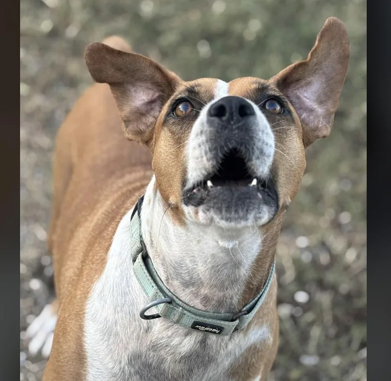 A young medium-sized female Golden American Staffordshire Terrier dog named Muffin for adoption in Longview, TX