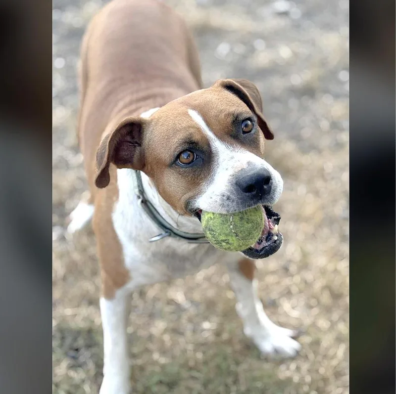 Muffin thumbnail 4