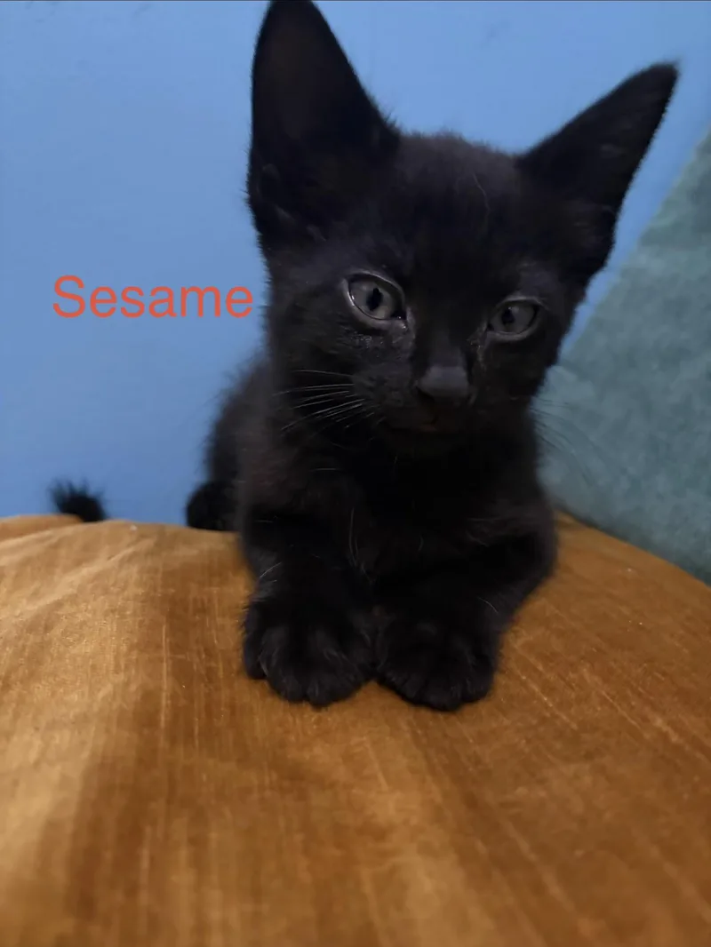 A baby medium-sized male Black Domestic Short Hair cat named Sesame for adoption in New York, NY