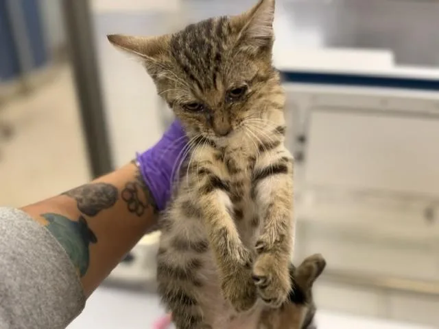 A baby small-sized female Domestic Short Hair cat named Nina for adoption in Miami, FL