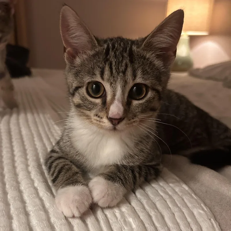 A baby small-sized female Tabby (Buff / Tan / Fawn) Domestic Short Hair cat named Raspberry Beret for adoption in Richmond, VA