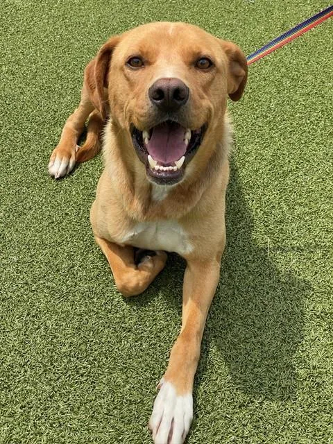 A young medium-sized male German Shepherd Dog dog named Arwin for adoption in Fayetteville, NC