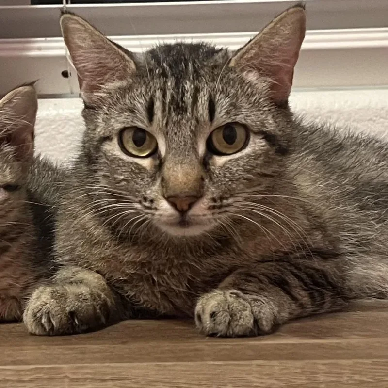 An adult small-sized female Gray / Blue / Silver Domestic Short Hair cat named Zoe for adoption in San Diego, CA