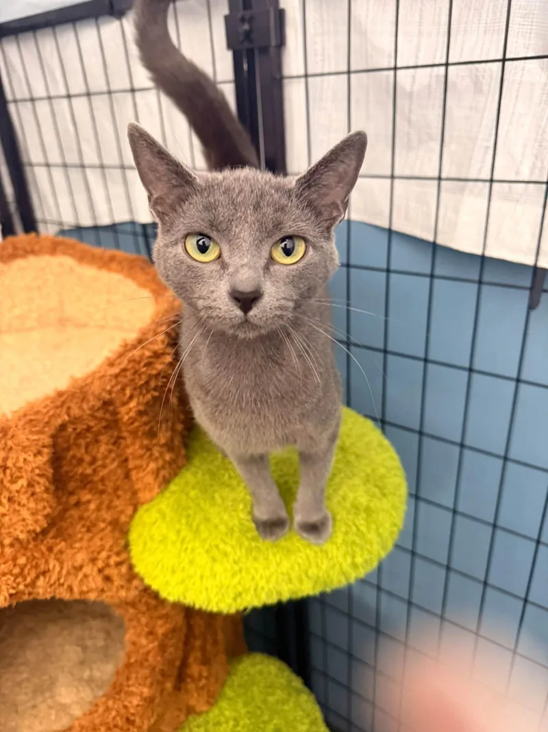 A young medium-sized female Domestic Short Hair cat named Ambrosia for adoption in Indianapolis, IN