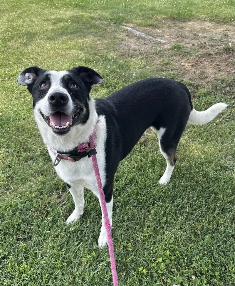 An adult large-sized female Pit Bull Terrier dog named Zena for adoption in Evansville, IN