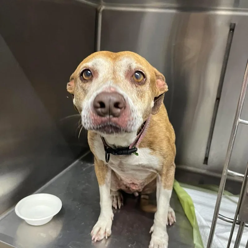 A senior medium-sized female Red / Chestnut / Orange Mixed Breed dog named Walle for adoption in Pauls Valley, OK