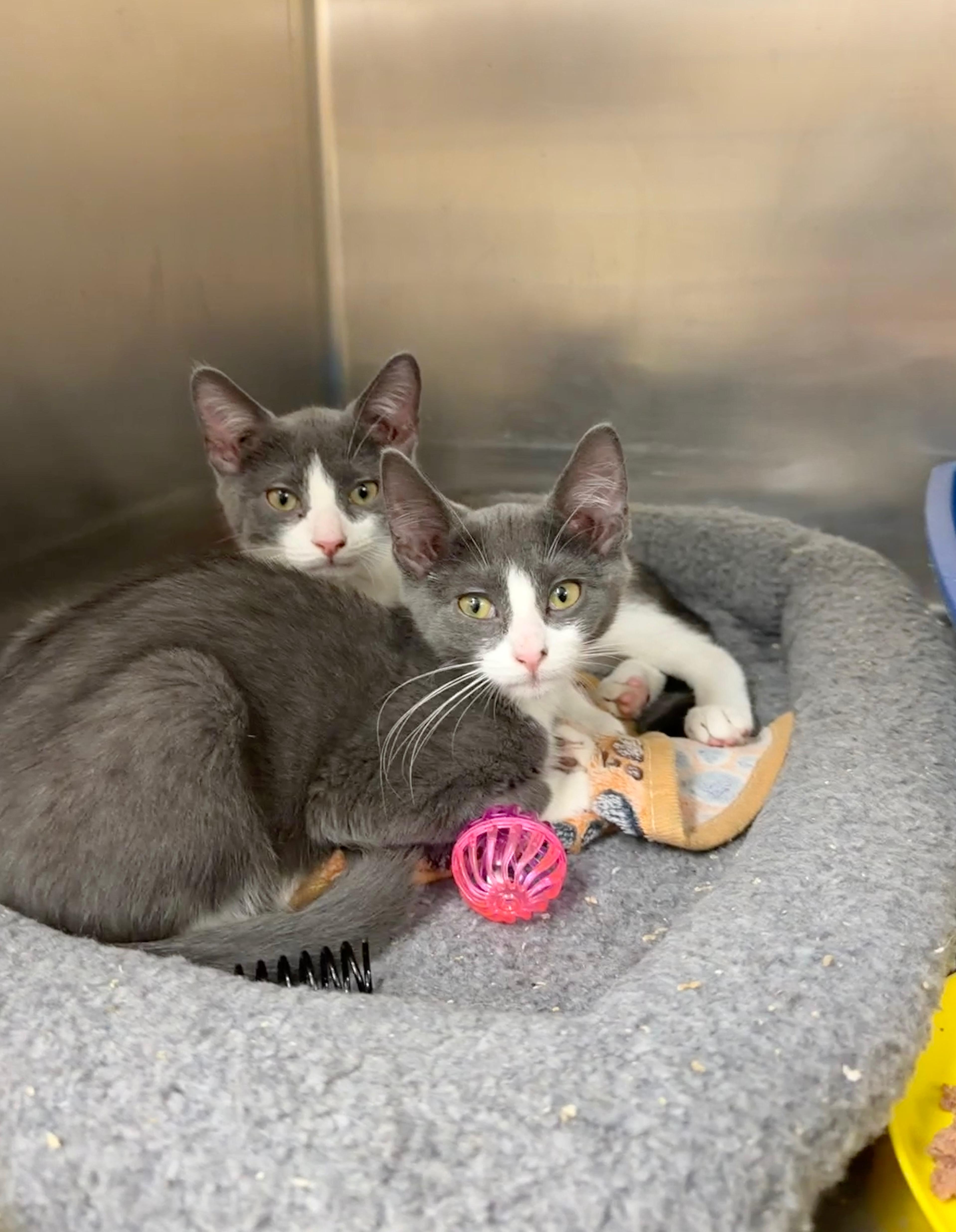 A baby medium-sized female Gray & White Domestic Short Hair cat named Princess & Trinity for adoption in Wantagh, NY