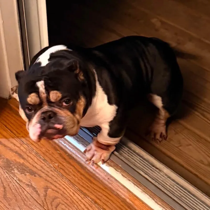 An adult medium-sized female Black American Bully dog named Pandora for adoption in Huber Heights, OH