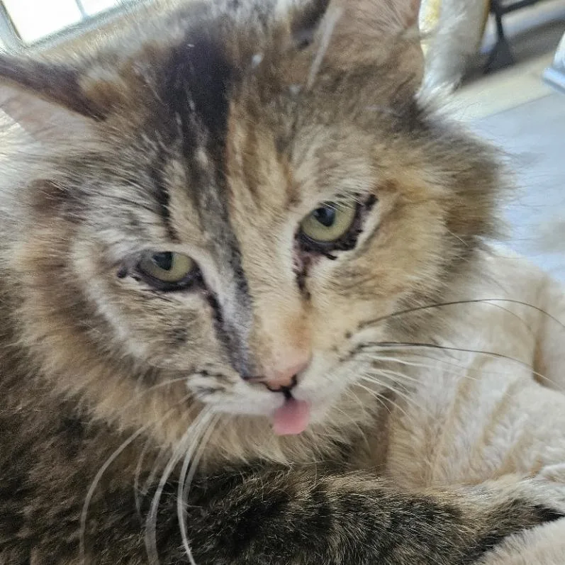 An adult large-sized female Torbie Domestic Medium Hair cat named Presley for adoption in Westminster, CA