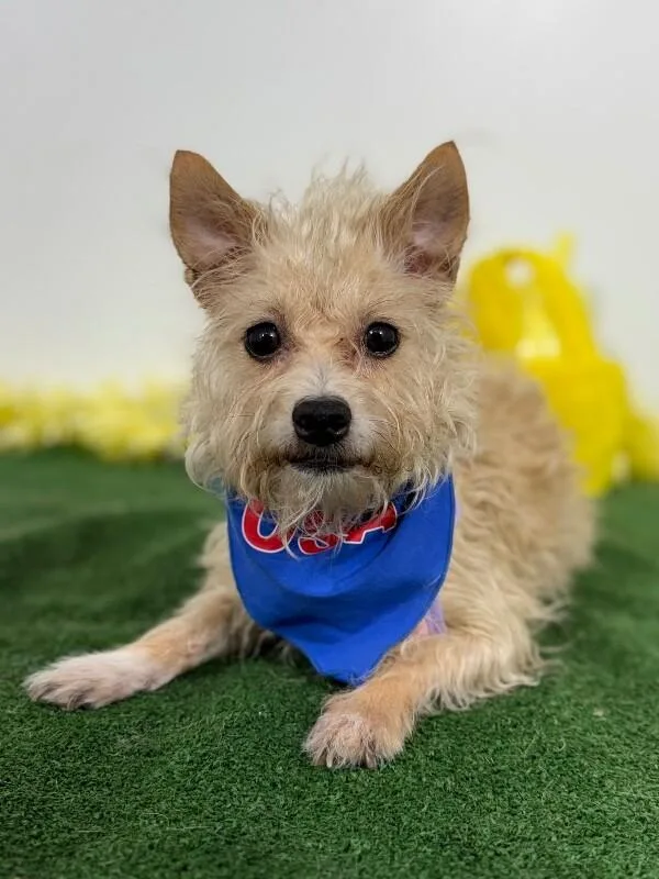 An adult small-sized male Brown / Chocolate Yorkshire Terrier dog named Chevy for adoption in Carlsbad, CA