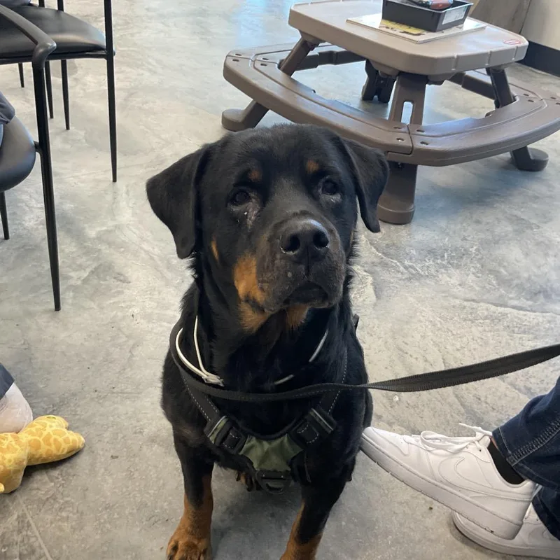 An adult large-sized female Black Rottweiler dog named Honey for adoption in St Joseph, MO