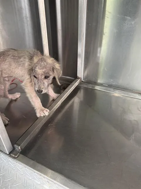A young small-sized male Mixed Breed dog named Billy for adoption in Dallas, TX