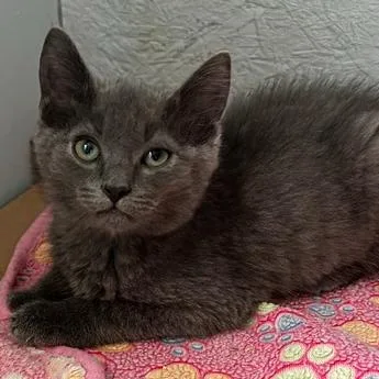A baby small-sized male Gray / Blue / Silver Domestic Short Hair cat named Eric for adoption in Richland, MI