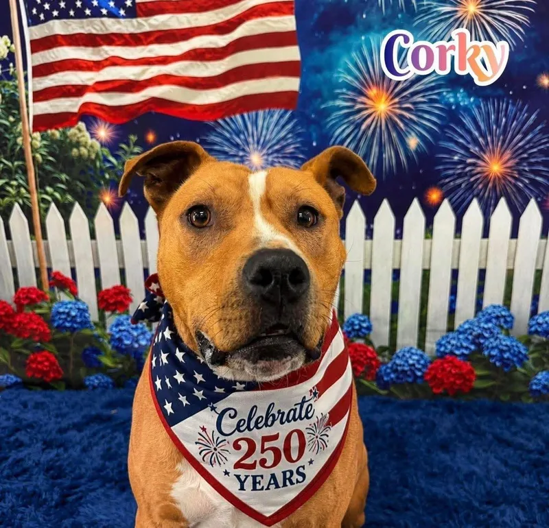 An adult medium-sized male Yellow / Tan / Blond / Fawn Mixed Breed dog named Corky for adoption in Flint, MI