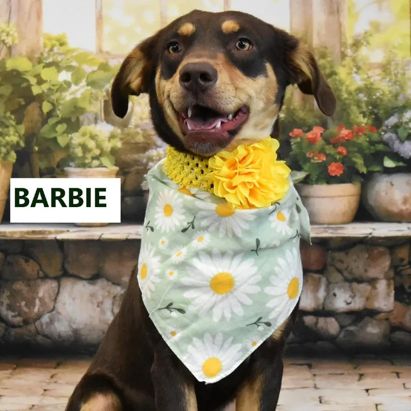 Barbie