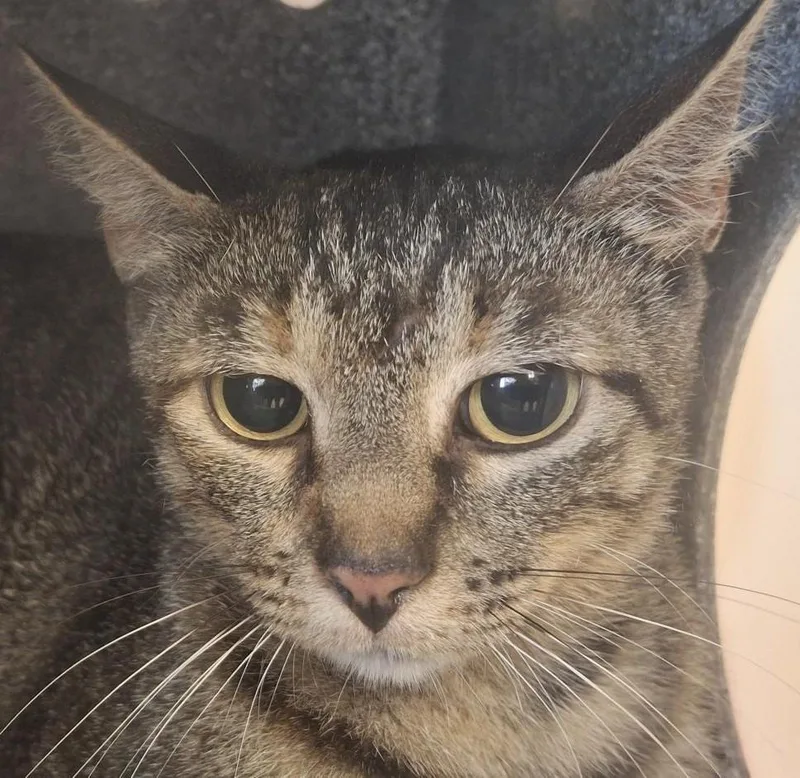 A young medium-sized female Domestic Short Hair cat named Audrey for adoption in Brenham, TX