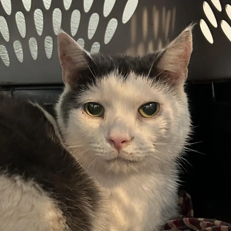 A senior small-sized male Gray / Blue / Silver Domestic Short Hair cat named Chance for adoption in Irwin, PA