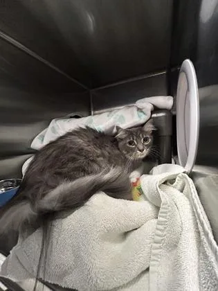 A young medium-sized male Domestic Medium Hair cat named Boogie for adoption in Seattle, WA