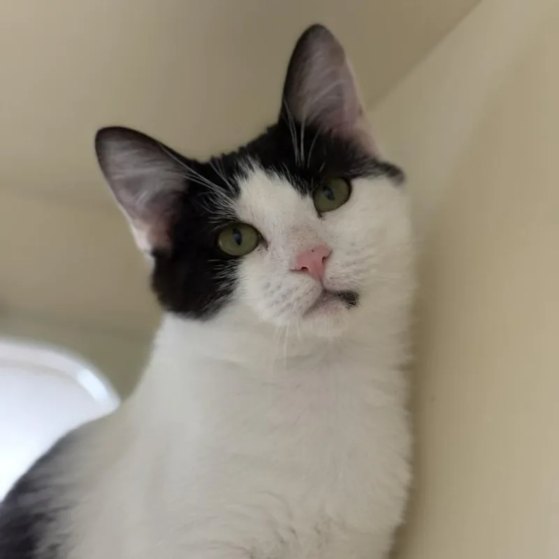 Mistletoe thumbnail 2