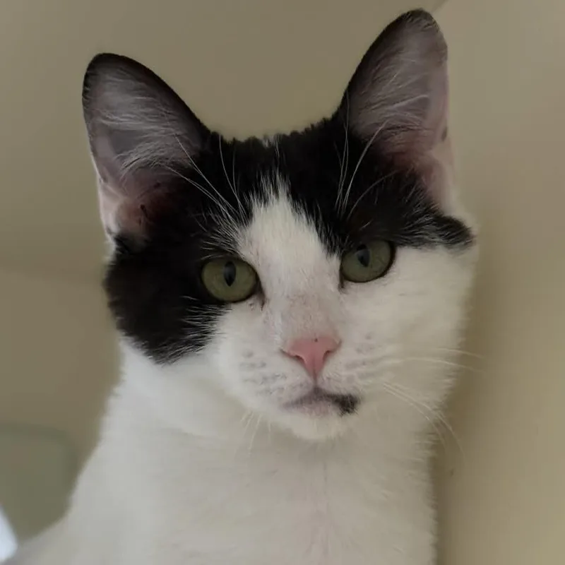 Mistletoe thumbnail 3