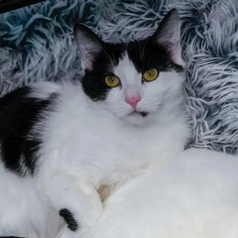 Mistletoe thumbnail 4