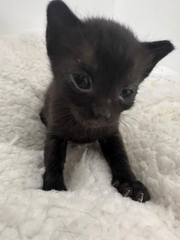 A baby small-sized male Domestic Short Hair cat named Raphael for adoption in Newnan, GA