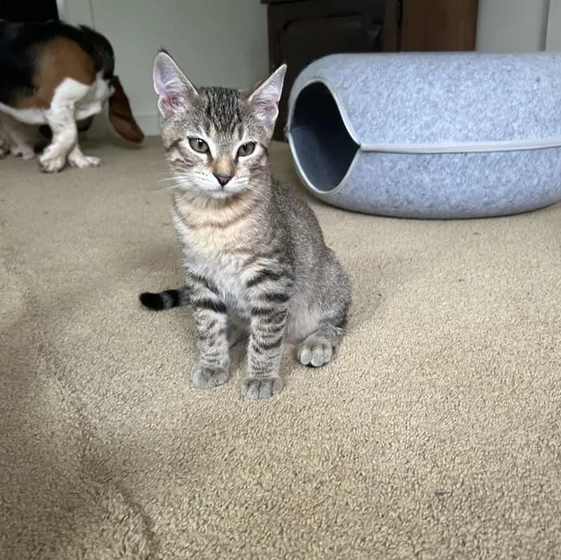 A baby medium-sized male Tabby (Buff / Tan / Fawn) Domestic Short Hair cat named Adams for adoption in Springdale, AR