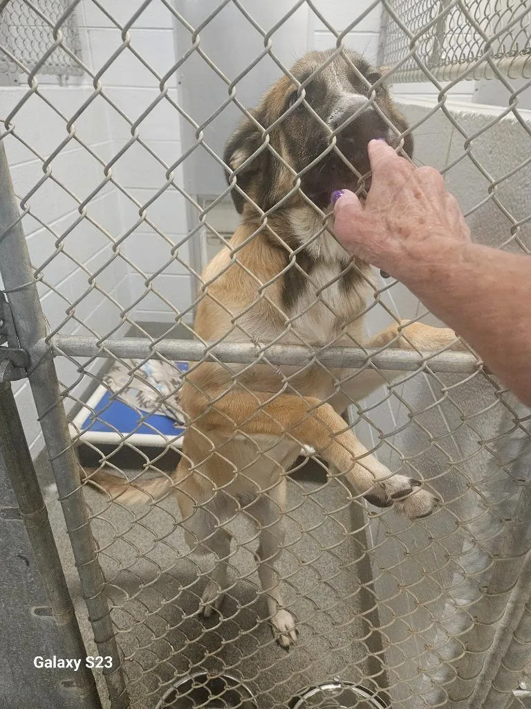A baby large-sized male Shepherd dog named Chandler for adoption in Madison, AL