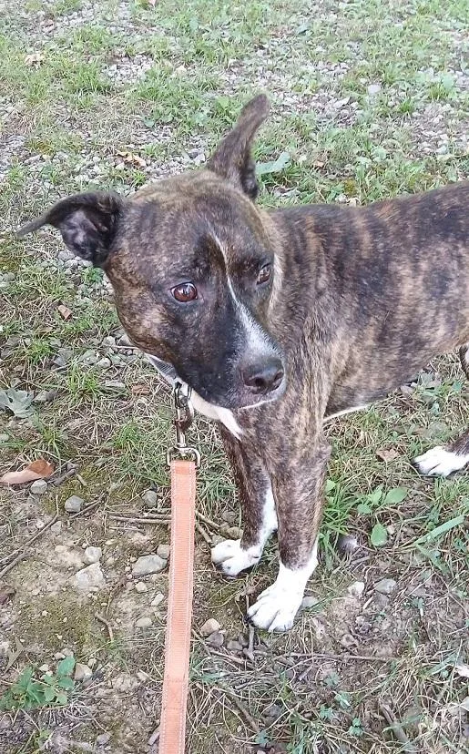 An adult medium-sized male Brindle Terrier dog named Cam for adoption in Pegram, TN