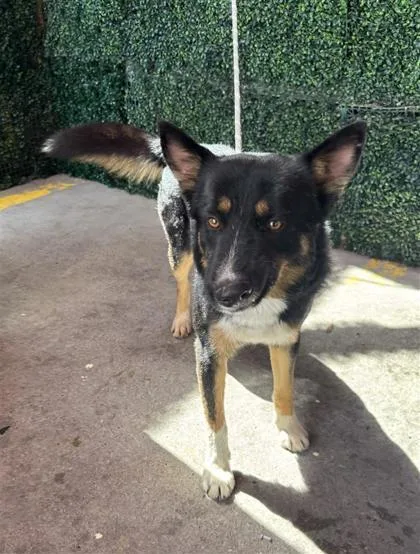 A young medium-sized male Black Shepherd dog named 61290396 for adoption in El Paso, TX