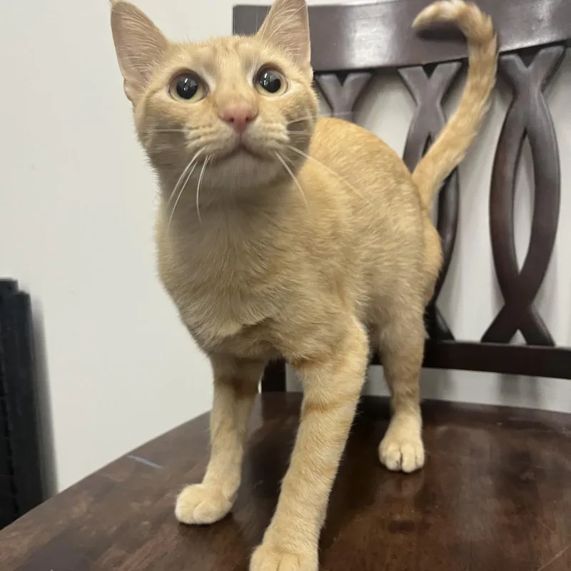An adult medium-sized female Orange / Red Domestic Short Hair cat named SunniBee for adoption in Bismarck, ND