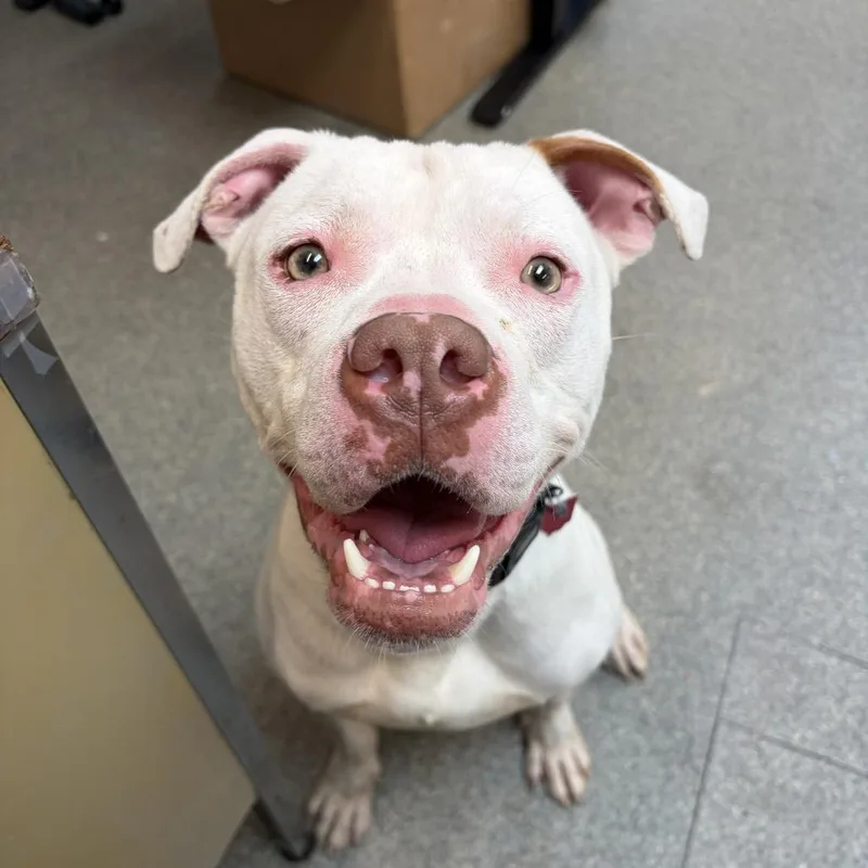 An adult large-sized male Brown / Chocolate Pit Bull Terrier dog named Ziggy for adoption in Delaware, OH