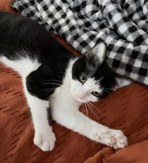 Harvey