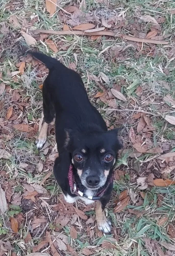 An adult small-sized male Brown / Chocolate Chihuahua dog named Moe for adoption in Ocala, FL