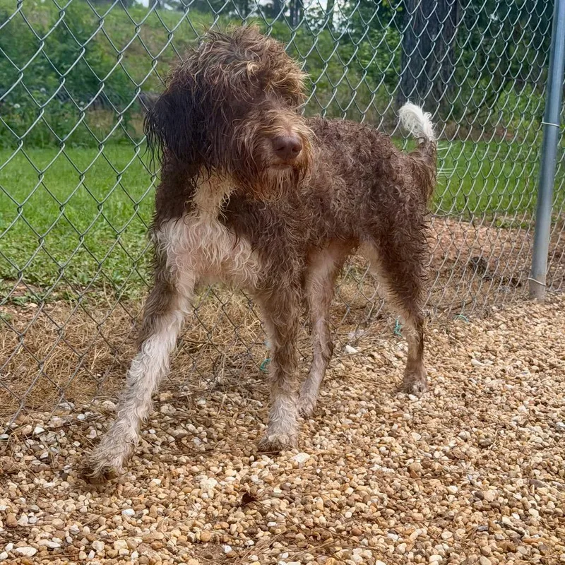 An adult medium-sized female Brown / Chocolate Poodle dog named Piper for adoption in Opelika, AL