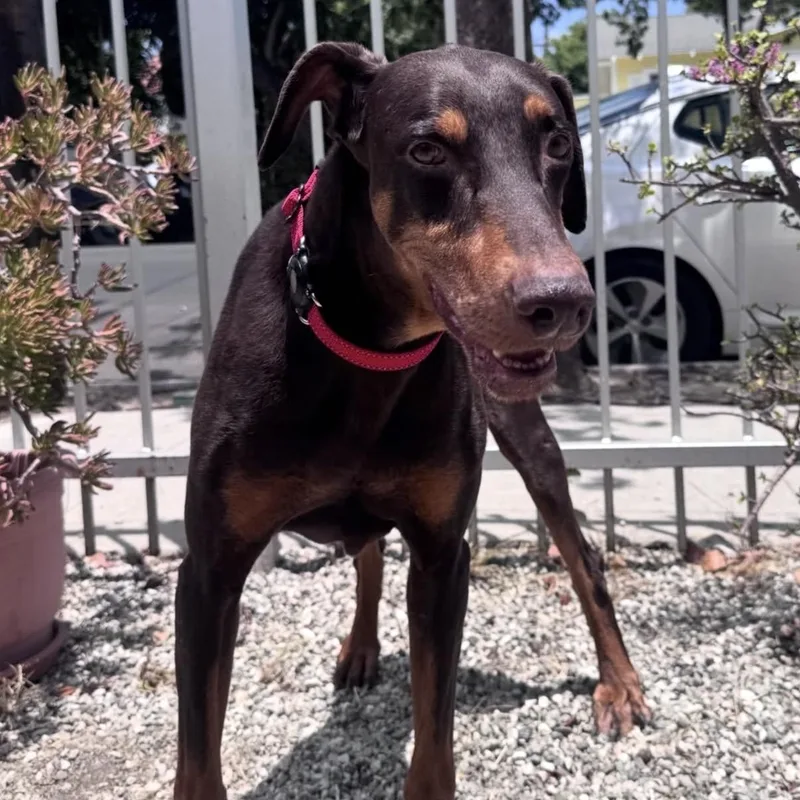 An adult large-sized male Brown / Chocolate Doberman Pinscher dog named Duke for adoption in Westlake Village, CA