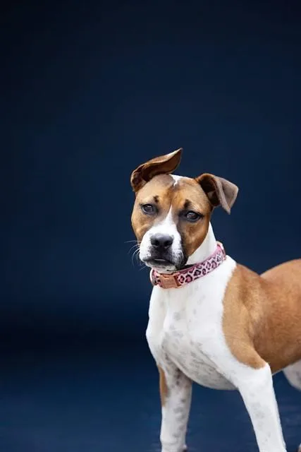 A young small-sized female Terrier dog named Zaya for adoption in Belleville, IL