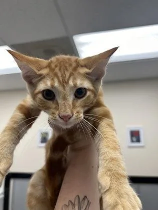 A young small-sized male Domestic Short Hair cat named Tango for adoption in Palm Coast, FL