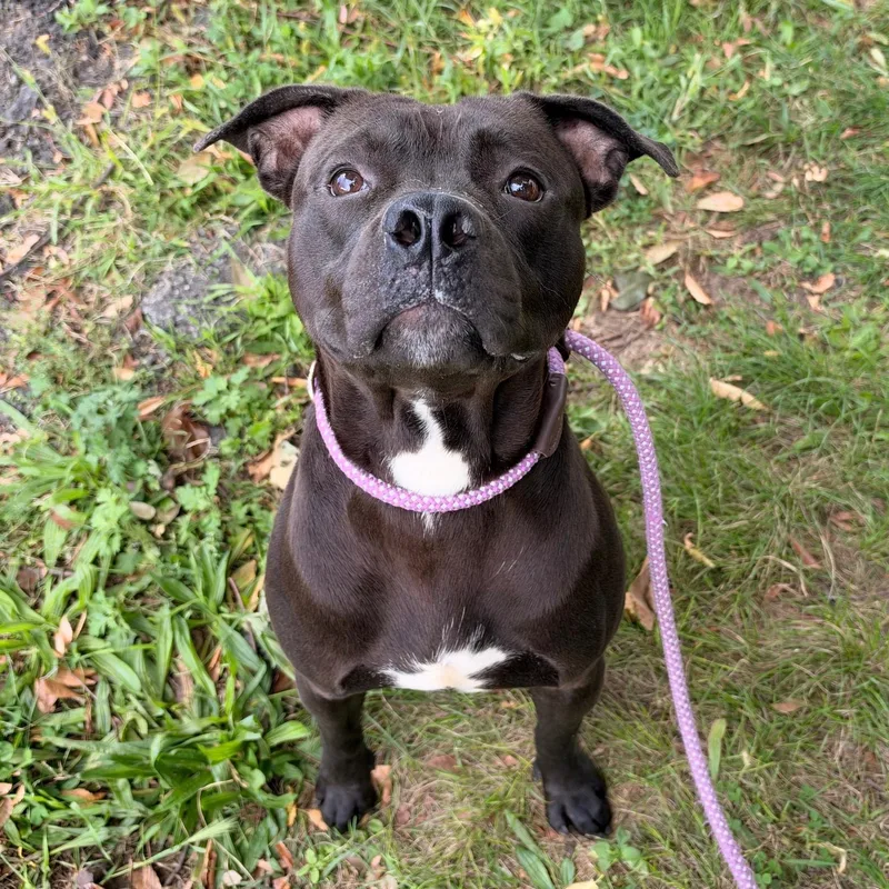 A young medium-sized male Black Pit Bull Terrier dog named Tic Toc for adoption in Jersey city, NJ