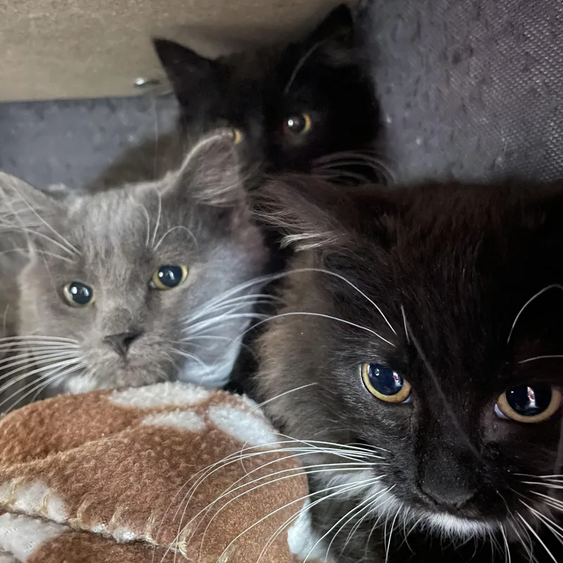 Habenero thumbnail 2