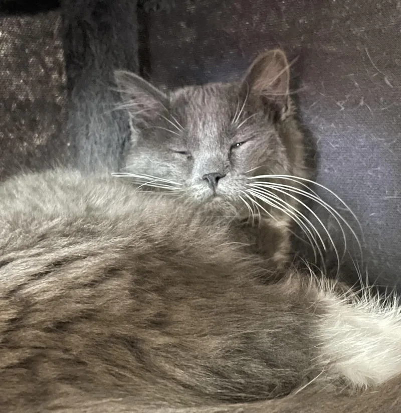 Habenero thumbnail 3