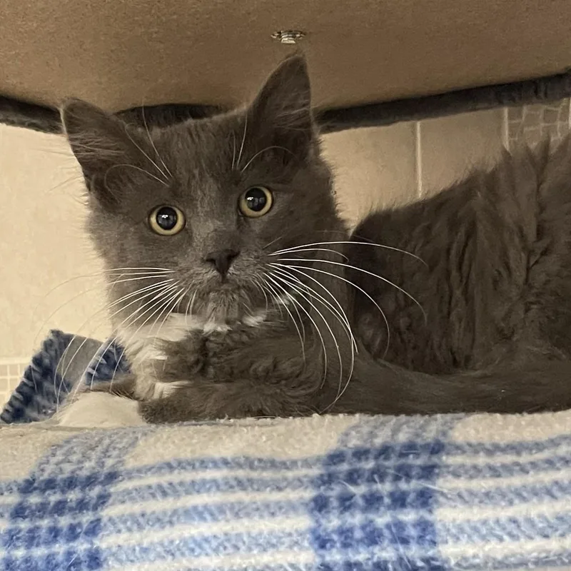 Habenero thumbnail 4