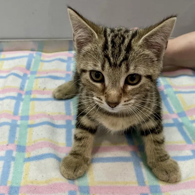 A baby small-sized female Buff / Tan / Fawn Domestic Short Hair cat named Cheetah for adoption in Fairmont, WV