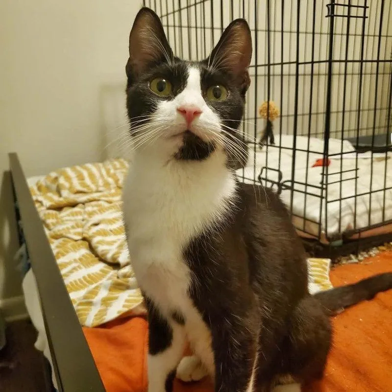 A young medium-sized female Black Domestic Short Hair cat named Lorna for adoption in Mount Laurel, NJ