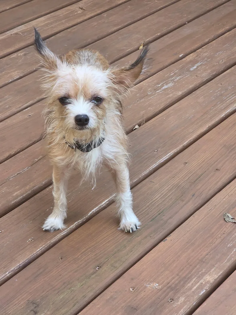 An adult small-sized female Chihuahua dog named Bitty for adoption in Broken Arrow, OK